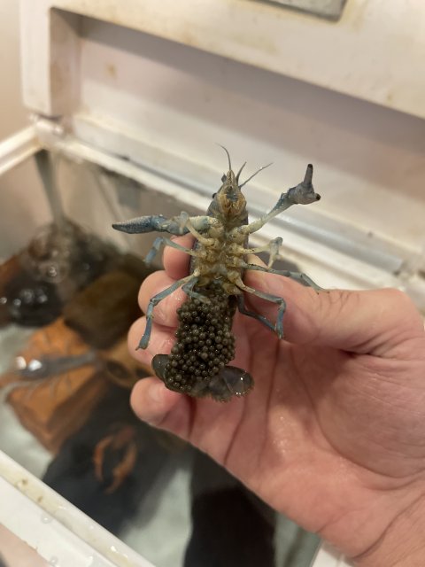 My electric blue crayfish eggs have turned into a light tan cối |  MonsterFishKeepers.com