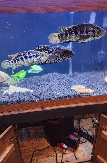 マッカラム 6'3 McCALLUM Gypsy Fish
Gypsy Fish Rhomboid Fairy Wrasse - Male - Marshall Islands