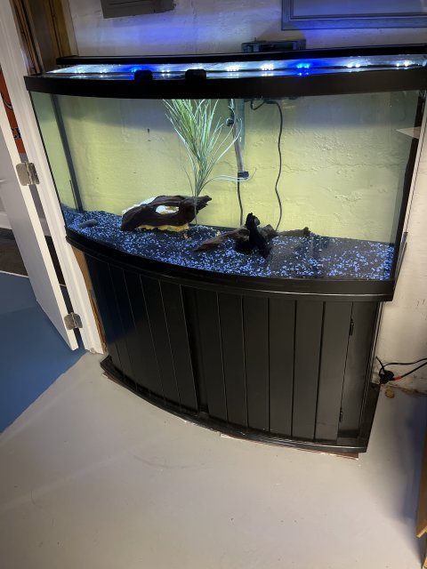 For Sale 72 Gallon Bow Front Set up MonsterFishKeepers