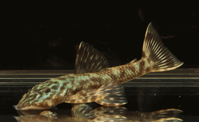 Interesting pleco ID | MonsterFishKeepers.com
