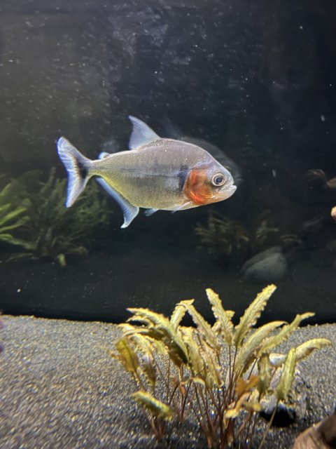 IMG_1065.jpeg IMG_1065.jpeg