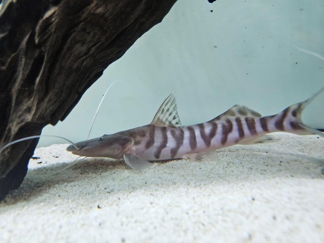For Sale - Tigrinus Catfish | MonsterFishKeepers.com
