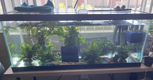 bichir_nursery.jpg