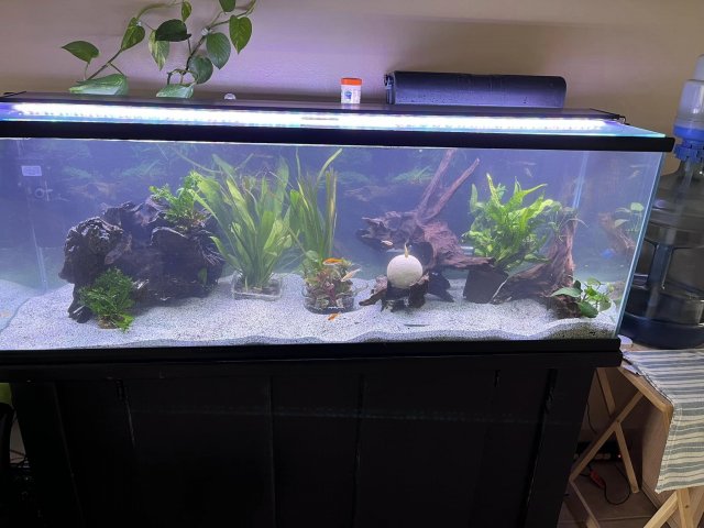 bichir_upgrade.jpg