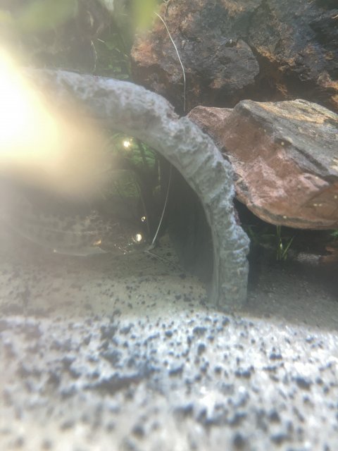 IMG_3274.jpeg IMG_3274.jpeg