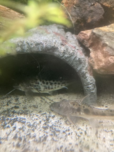 IMG_3275.jpeg IMG_3275.jpeg