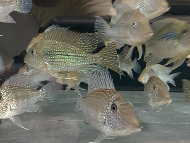 IMG_6207.jpeg IMG_6207.jpeg