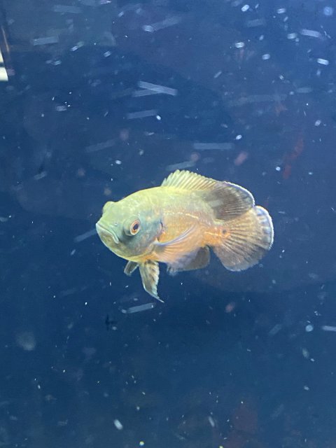 Garchomp the Oscar 2.0.jpg