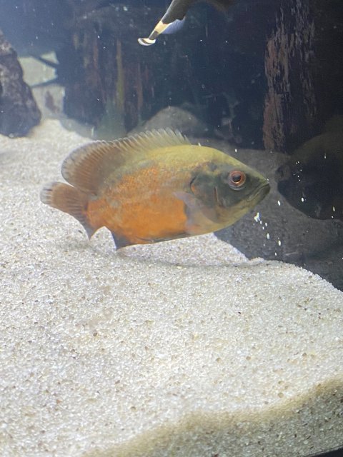 Garchomp the Oscar.jpg