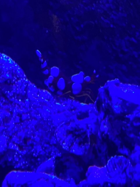 IMG_2242.jpeg