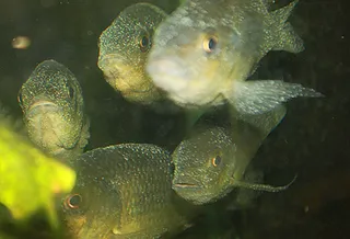 1698007618271.png 1698007618271.png