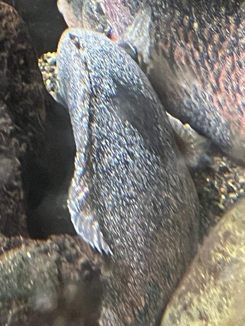 cichild spots 2.jpg