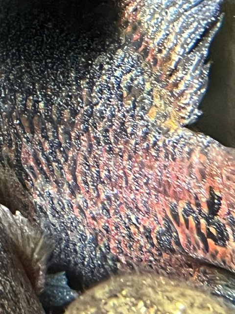 cichlid spots.jpg