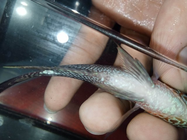 received_708515401140028.jpeg