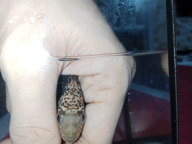 received_240169549060350.jpeg
