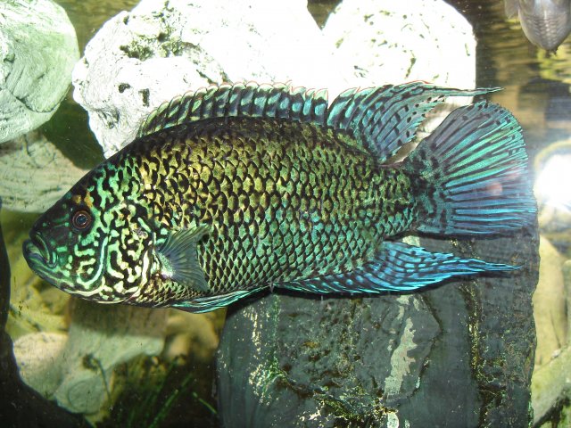 Rocio octofasciatus Electric Blue Jack Dempsey Nando Steve Joul 28.10.09  (3).JPG