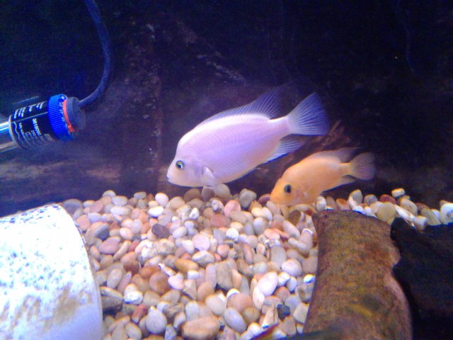 20190111_152154.jpg 20190111_152154.jpg