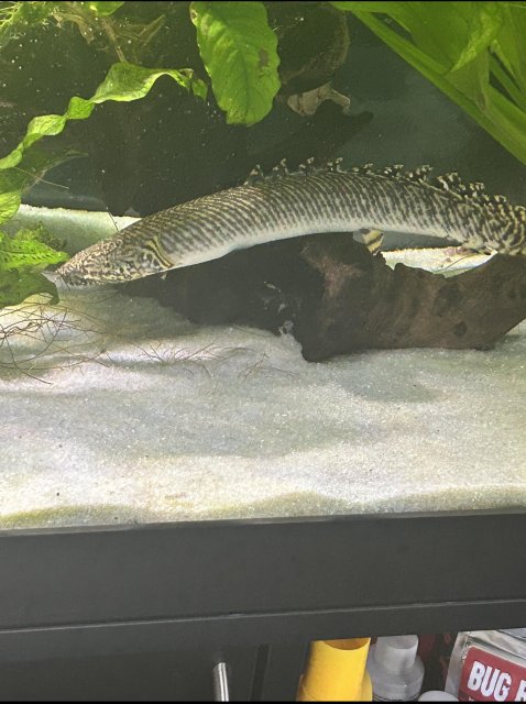 Bichir.jpg Bichir.jpg