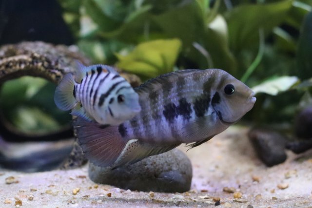 IMG_2918.jpeg IMG_2918.jpeg