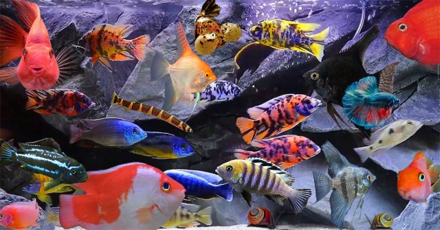 THE TANK.jpg