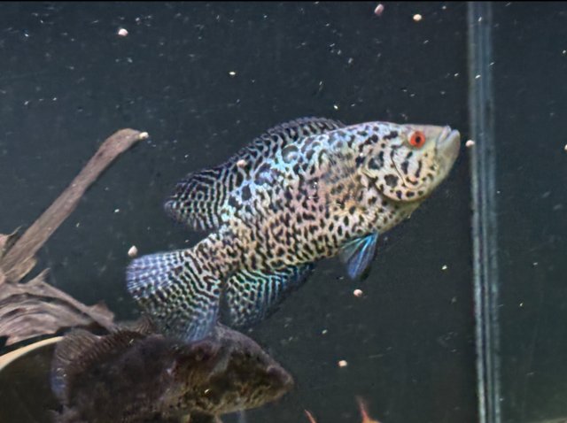 IMG_3937.jpeg IMG_3937.jpeg