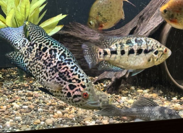 IMG_3939.jpeg IMG_3939.jpeg