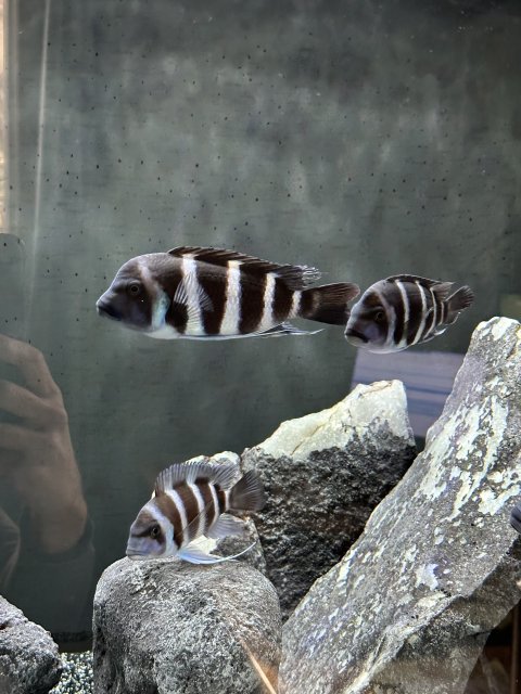 IMG_2041.jpeg IMG_2041.jpeg