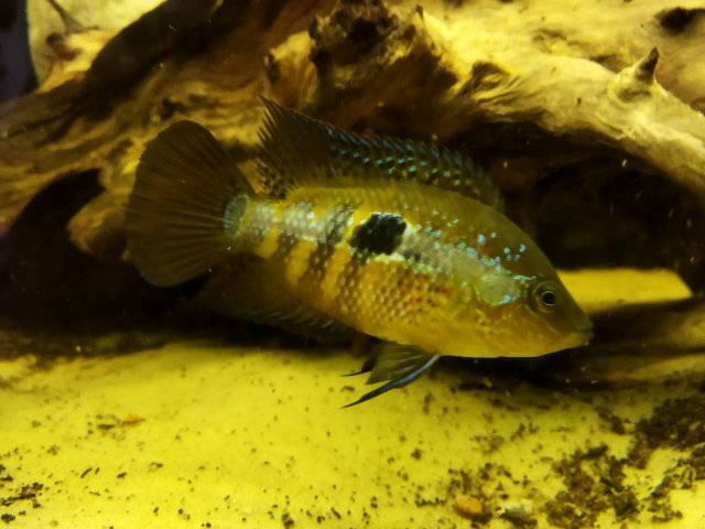 YEVG4128.JPG YEVG4128.JPG