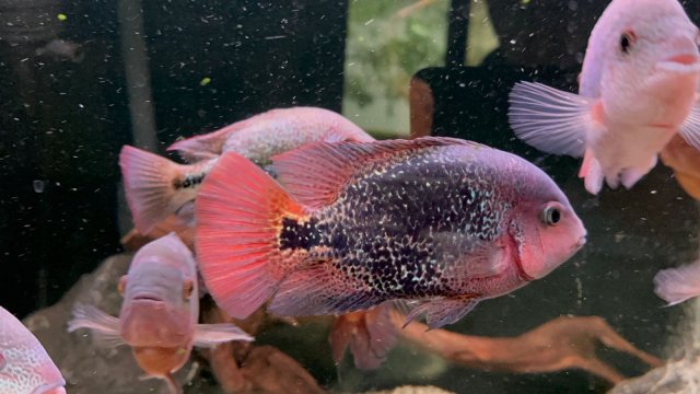 FnugY-OgjzA.jpg FnugY-OgjzA.jpg