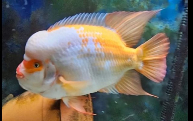 Screenshot_20231112_214035_Gallery.jpg Screenshot_20231112_214035_Gallery.jpg