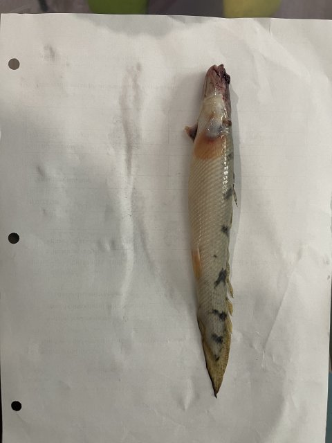 IMG_6095.jpeg IMG_6095.jpeg