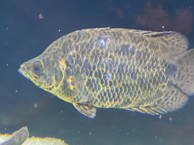 Leopard Bushfish Possibly Sick.jpg