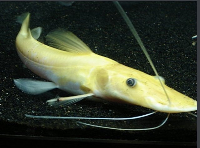 Calling all Rare Color morph TNS lets see them