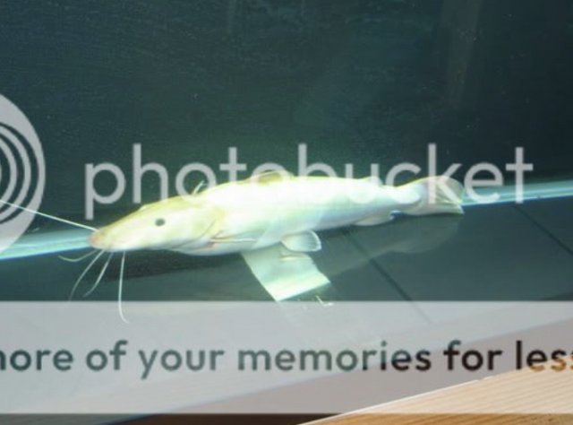 Calling all Rare Color morph TNS lets see them