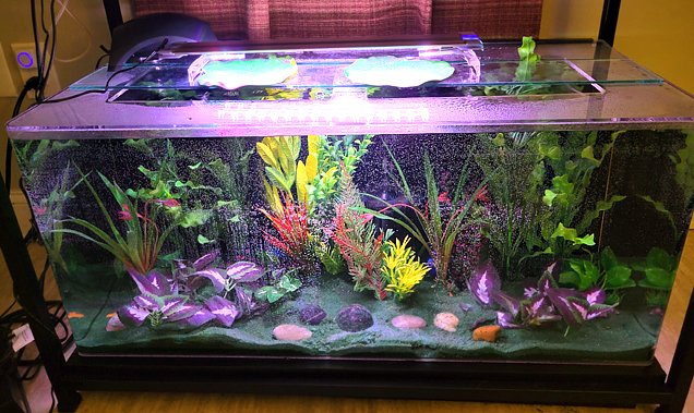pan view tank.jpg