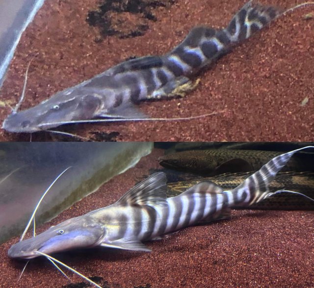 IMG_3055.jpeg IMG_3055.jpeg