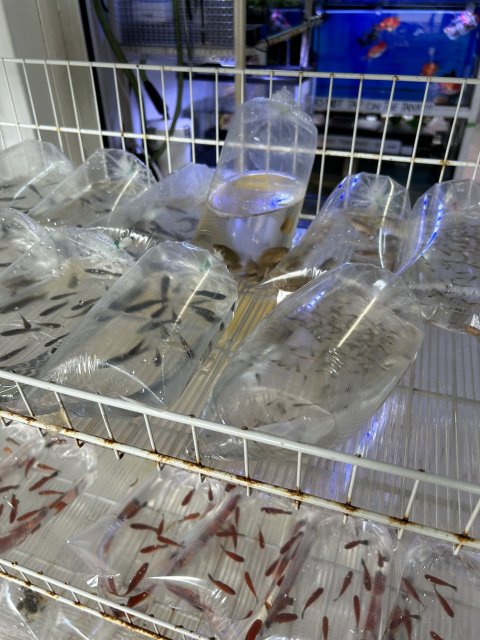 IMG_7108.jpeg