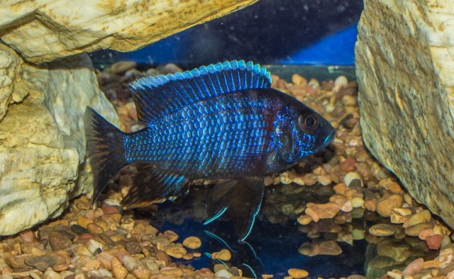 2023-21November-Regal Peacock-03.jpg 2023-21November-Regal Peacock-03.jpg