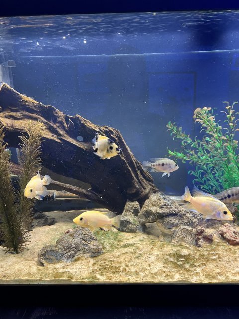 IMG_7242.jpeg IMG_7242.jpeg