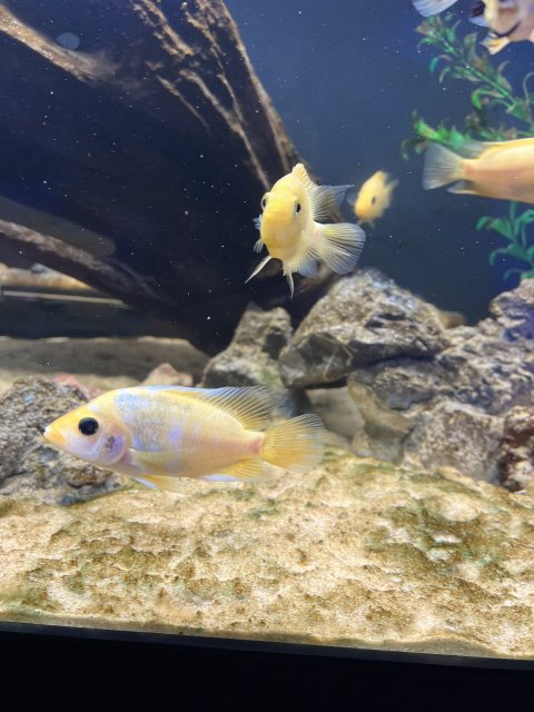 IMG_7249.jpeg IMG_7249.jpeg