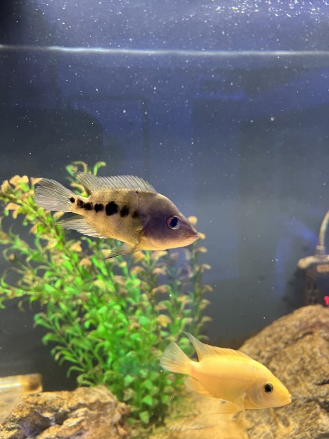 IMG_7250.jpeg IMG_7250.jpeg