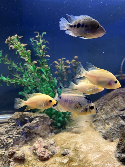 IMG_7251.jpeg IMG_7251.jpeg