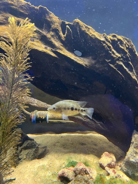 IMG_7252.jpeg IMG_7252.jpeg