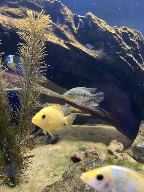 IMG_7253.jpeg IMG_7253.jpeg