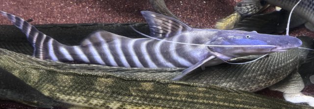 IMG_3853.jpeg IMG_3853.jpeg