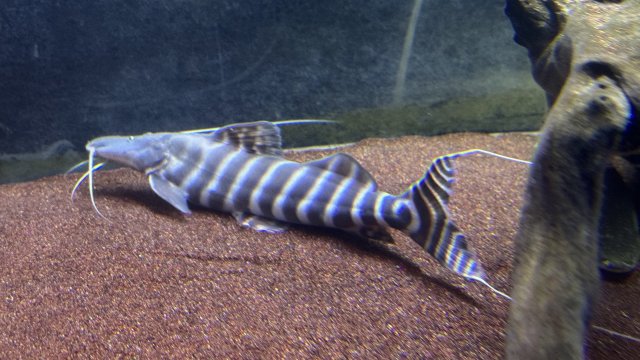 IMG_3867.jpeg IMG_3867.jpeg