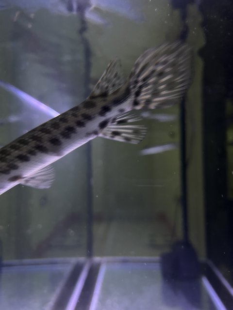 IMG_0224.jpeg