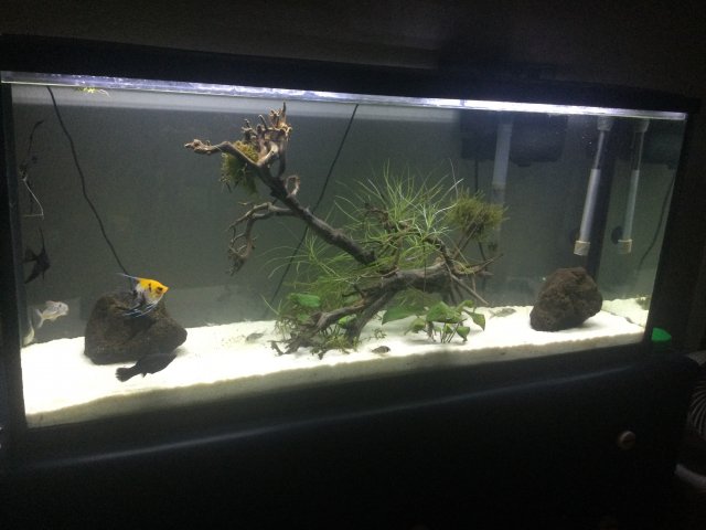 Old Angelfish Setup.JPG
