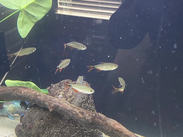 New Tetras.jpg