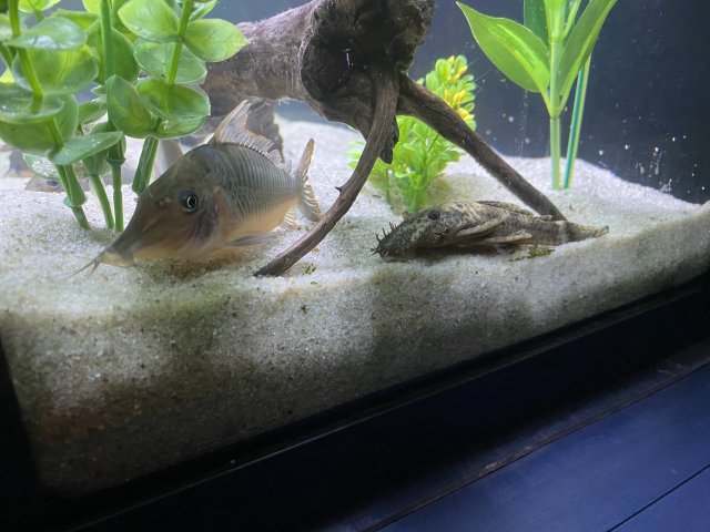 New Cory and Pleco.jpg